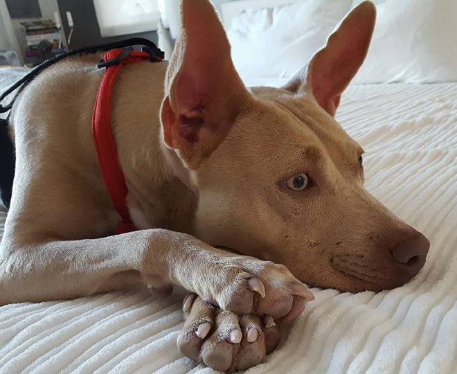 basenji for adoption near me