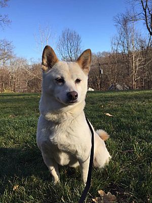 New Milford Ct Shiba Inu Meet Serenity A Pet For Adoption