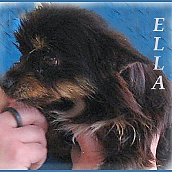 Thumbnail photo of Ella- Real Charmer! #1