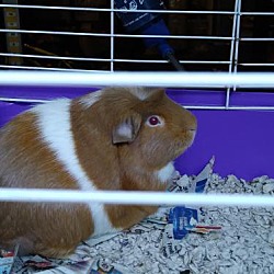 Photo of Peanut- Guinea Pig