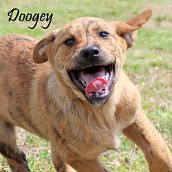 Thumbnail photo of Doogey~adopted! #2