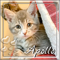 Thumbnail photo of Apollo #1