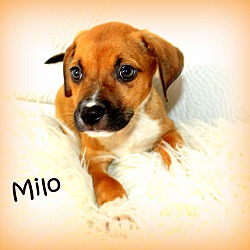 Thumbnail photo of Milo~meet me! #2