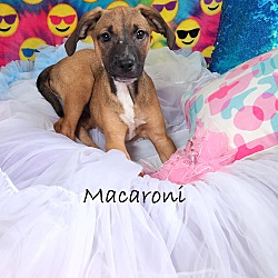 Thumbnail photo of Macaroni~adopted! #3