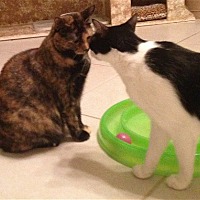 adopt a pet