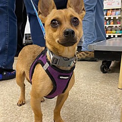 Small dog rescue of new england cranston ri best sale