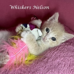 Thumbnail photo of WHISKERS NELSON #2