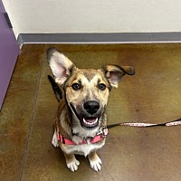 adopt a pet