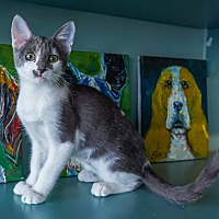 adopt a pet
