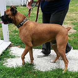 Thumbnail photo of Wiley-Adopted! #3