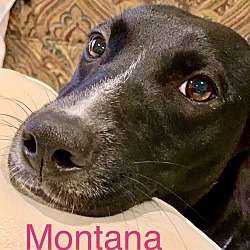Thumbnail photo of MONTANA #2