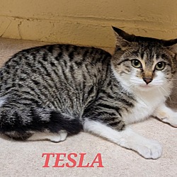 Thumbnail photo of Tesla #2