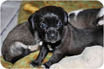 55+ Black Shih Tzu Chihuahua Mix Puppies