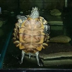 Thumbnail photo of Red-eared slider #2