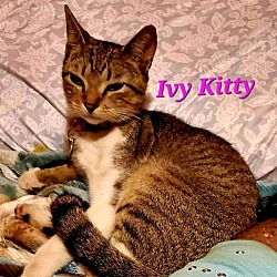 Thumbnail photo of Ivy Kitty #4