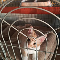 adopt a pet