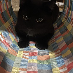 Photo of Salem