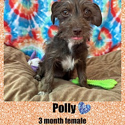 Photo of POLLY- 3 MONTH FEMALE TERRIER