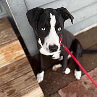 adopt a pet