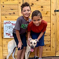 adopt a pet