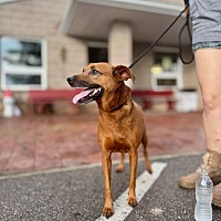 adopt a pet