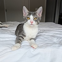 adopt-pet