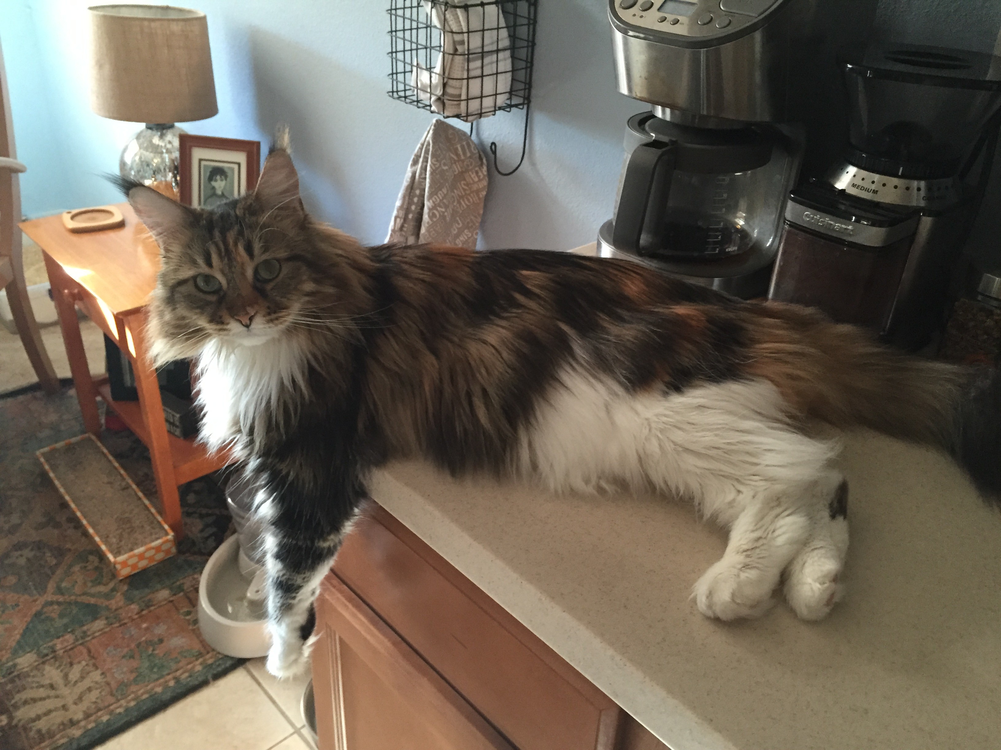 Sarasota Fl Maine Coon Meet Isabella A Pet For Adoption