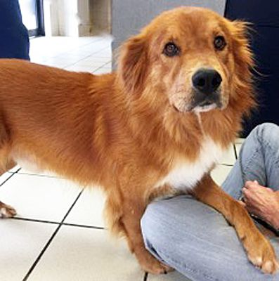 Birmingham Al Golden Retriever Meet Butter A Pet For Adoption