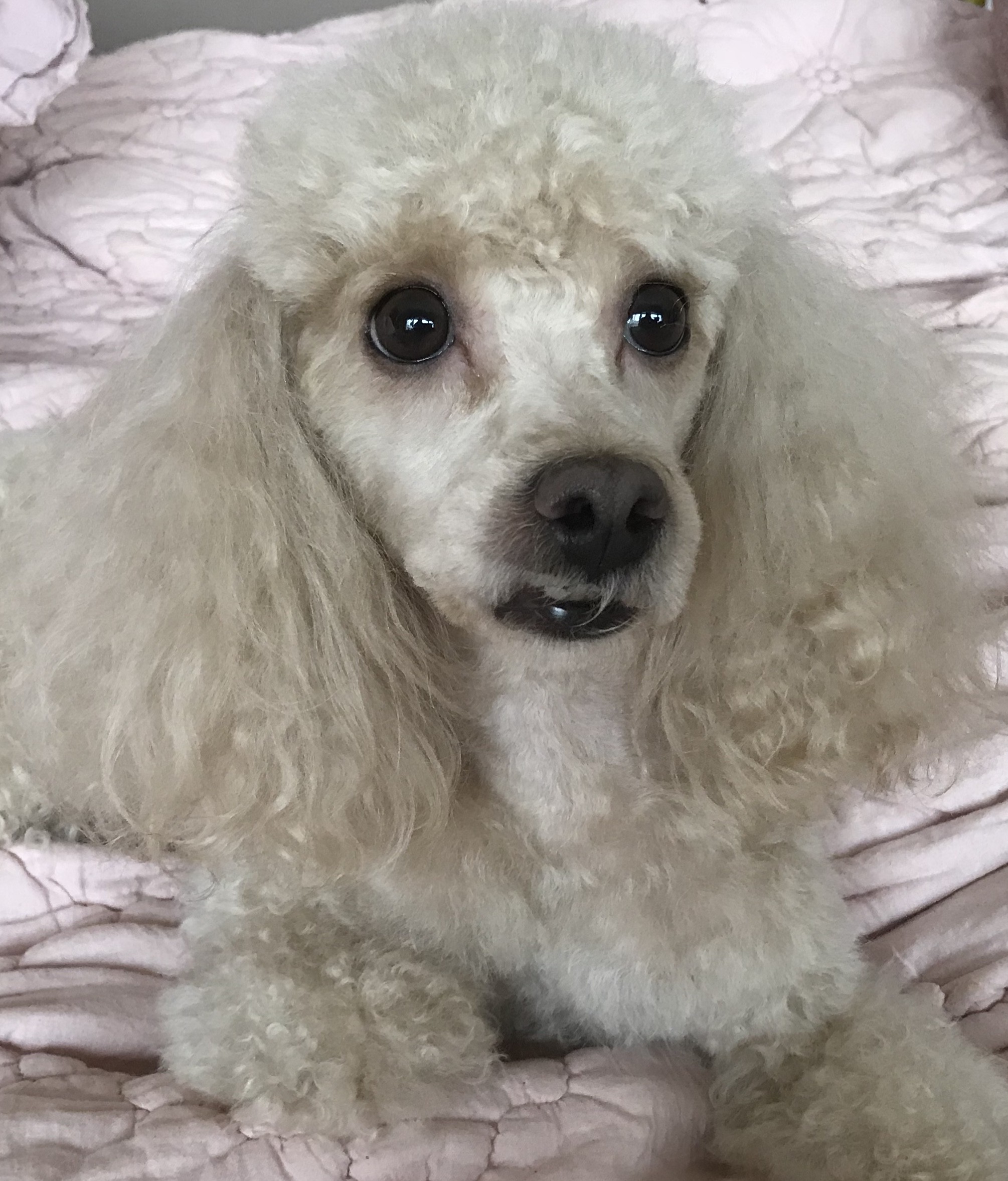 champagne toy poodle