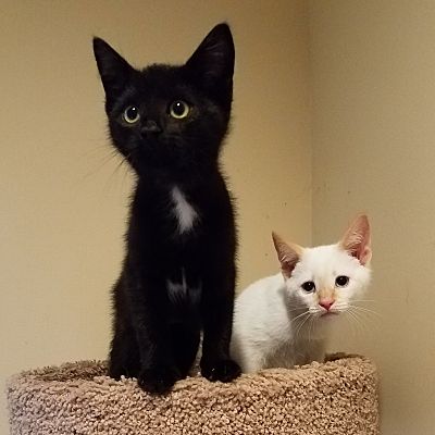 Cherry Hill Nj Siamese Meet Millie And Sakura A Pet For Adoption