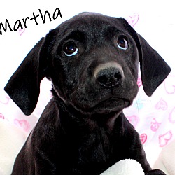 Thumbnail photo of Martha~adopted! #1