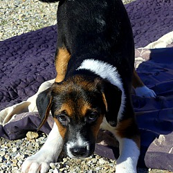 Thumbnail photo of Alexis~adopted! #3