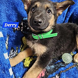 Thumbnail photo of Derry (PUPPY) #2
