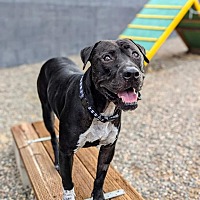 adopt-pet