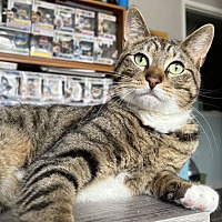 adopt a pet