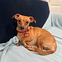 adopt a pet