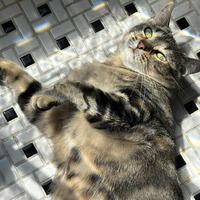 adopt-pet