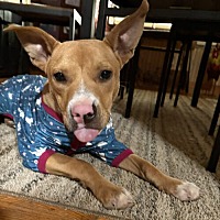 adopt a pet