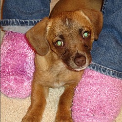 Thumbnail photo of CHLOE *adoption pending!* #1