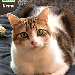 Thumbnail photo of Nemo #1