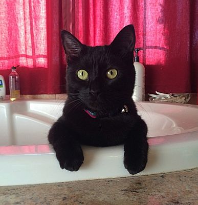 San Jose Ca Bombay Meet Moopey Or Moo Moo A Pet For Adoption