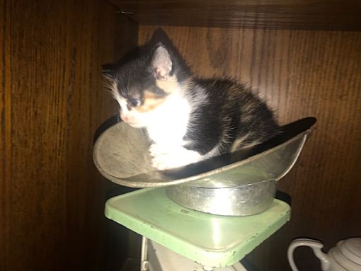 Grand Junction Co Calico Meet Bobble A Pet For Adoption