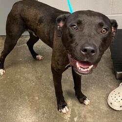 Puppies For Sale In Paducah Kentucky Adoptapet Com
