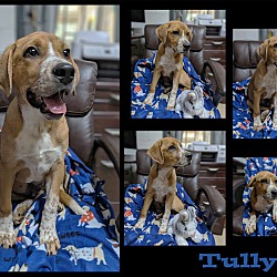 Thumbnail photo of Tully #2