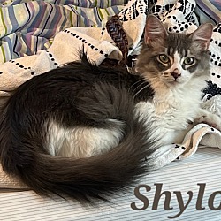 Thumbnail photo of Shylo #1