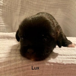 Thumbnail photo of Lux #1