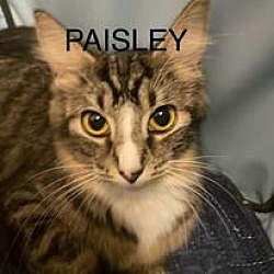 Photo of Cat-Paisley