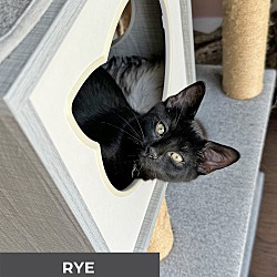 Thumbnail photo of Rye #2