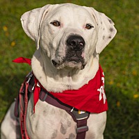 adopt-pet