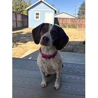Liza